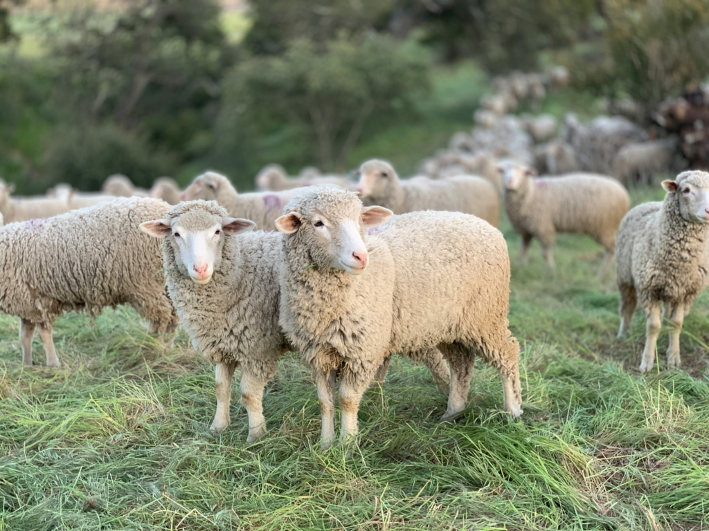 Sheep in a field that look alike